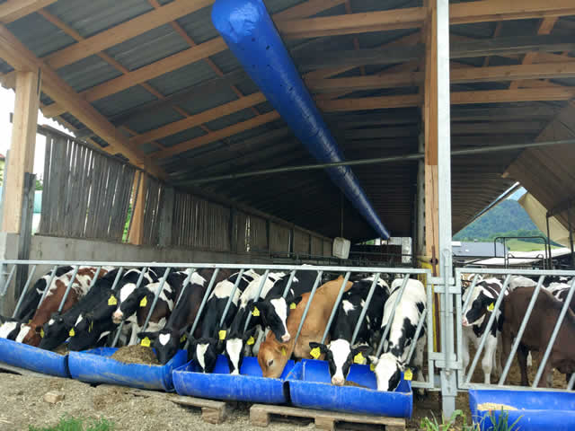 HEALTHY CALVES EAT MORE FEED