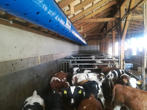 CALVES LIKES FRESH AIR