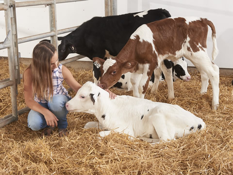 HEALTHY CALF IS A KEY OF SUCCESS