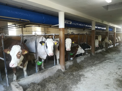 IDEAL SOLUTION FOR TIE-STALL BARN